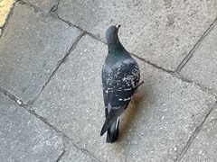 Columba livia domestica