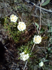 Lachnaea densiflora