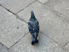 Columba livia domestica