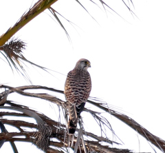 Falco tinnunculus tinnunculus