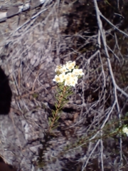 Lachnaea densiflora