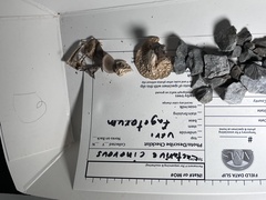 Lactarius cinereus