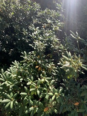 Rhododendron groenlandicum
