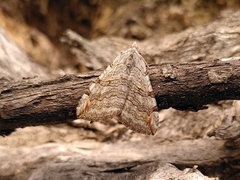 Aplocera plagiata