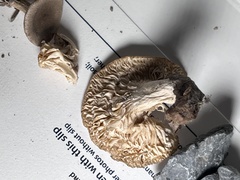 Lactarius cinereus