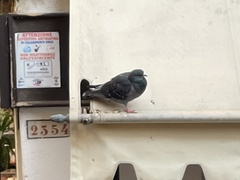 Columba livia domestica