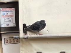 Columba livia domestica