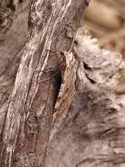 Aplocera plagiata