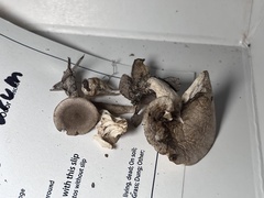 Lactarius cinereus