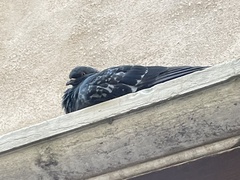 Columba livia domestica