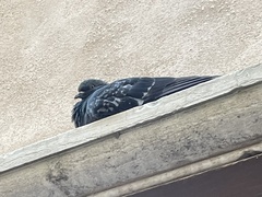 Columba livia domestica