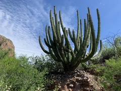 Stenocereus thurberi