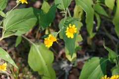 Helianthinae