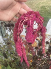 Amaranthus hybridus