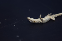 Mediodactylus sagittifer