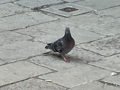 Columba livia domestica
