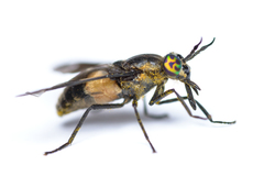 Chrysops caecutiens