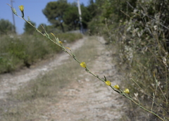 Lactuca viminea