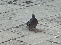 Columba livia domestica