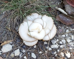 Pleurotus pulmonarius
