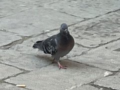 Columba livia domestica