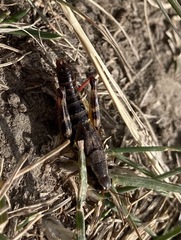 Melanoplus dawsoni