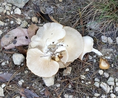 Pleurotus pulmonarius