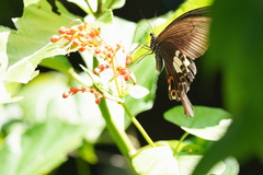 Papilio helenus