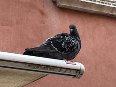 Columba livia domestica