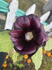 Alcea rosea