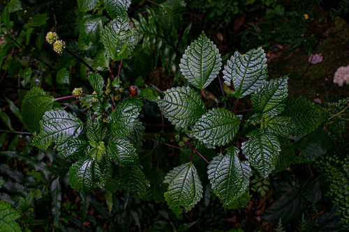 Pilea johnstonii subsp. johnstonii image