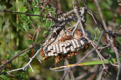 Polistes dorsalis