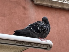 Columba livia domestica