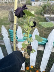 Alcea rosea