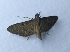 Herpetogramma licarsisalis