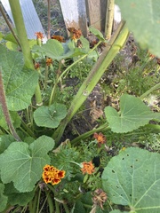 Alcea rosea