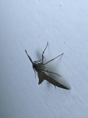 Herpetogramma licarsisalis