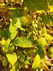 Symphoricarpos occidentalis