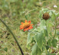 Tithonia rotundifolia