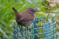 Troglodytes troglodytes zetlandicus