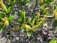 Pleradenophora bilocularis