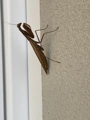 Mantis religiosa