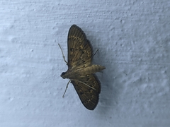 Herpetogramma licarsisalis