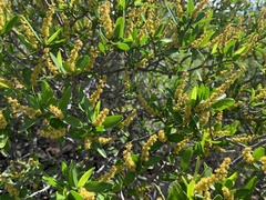 Pleradenophora bilocularis