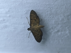 Herpetogramma licarsisalis