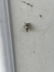 Emarginea percara