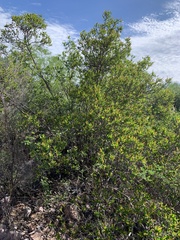 Pleradenophora bilocularis