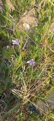 Ruellia cordata
