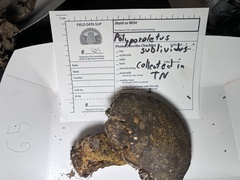 Polyporoletus sublividus