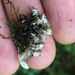 Peltigera elisabethae